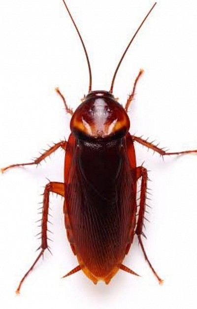 Cockroach